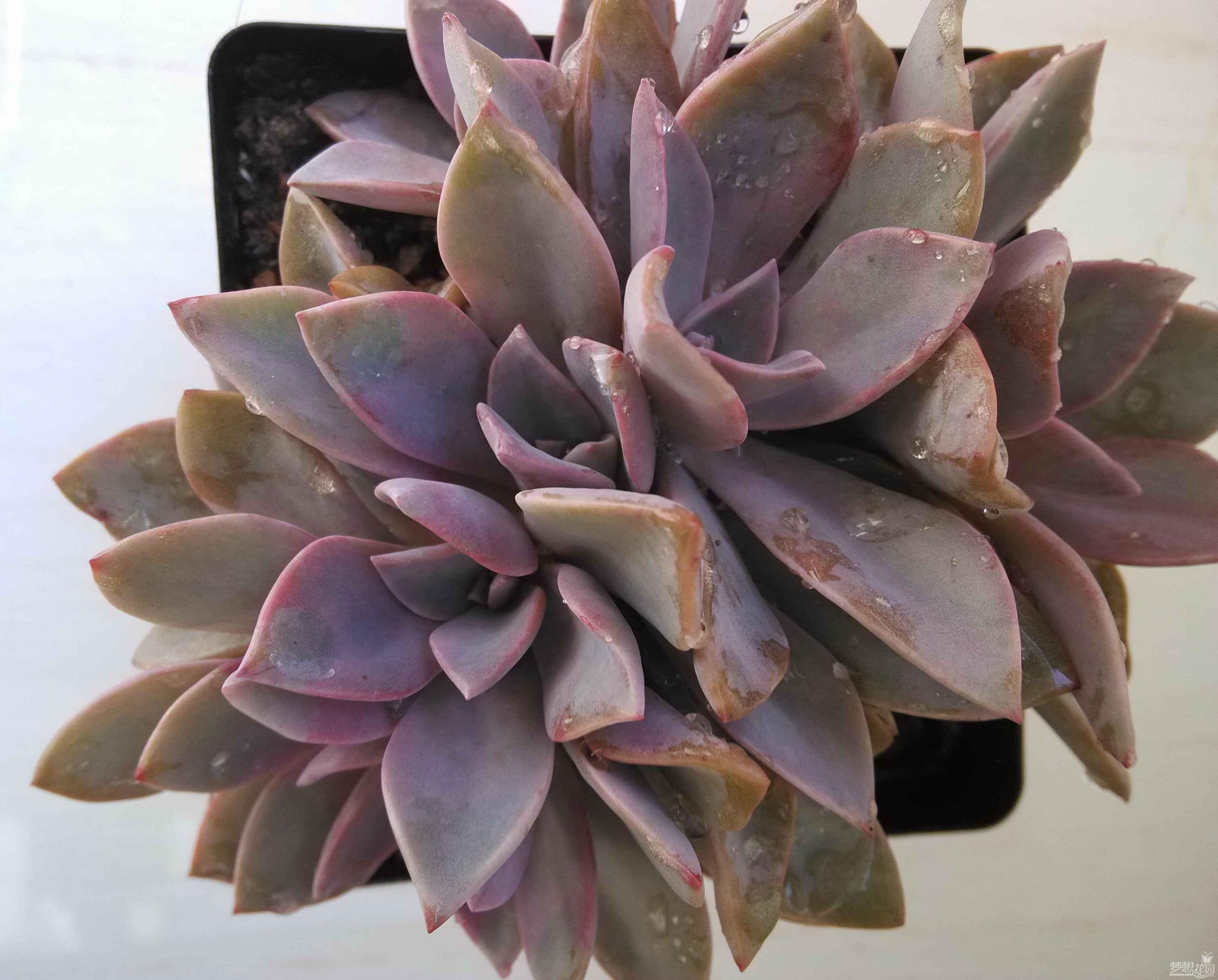 多肉植物初戀圖片